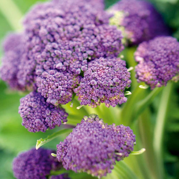 Broccoli Purple Vegetable Punnet