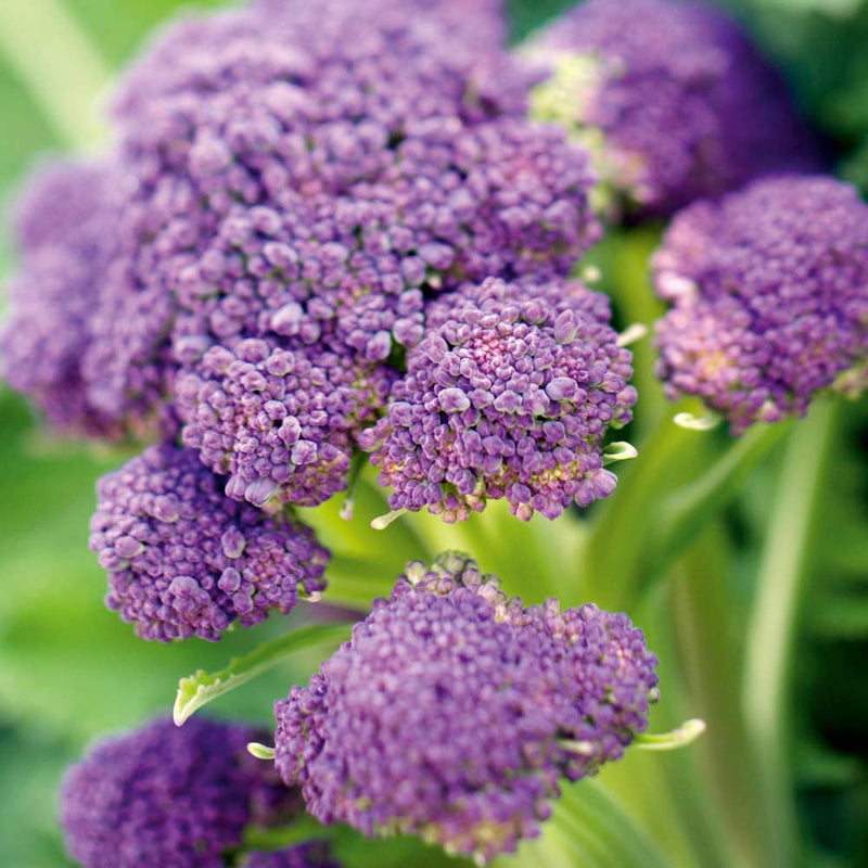 Broccoli Purple Vegetable Punnet