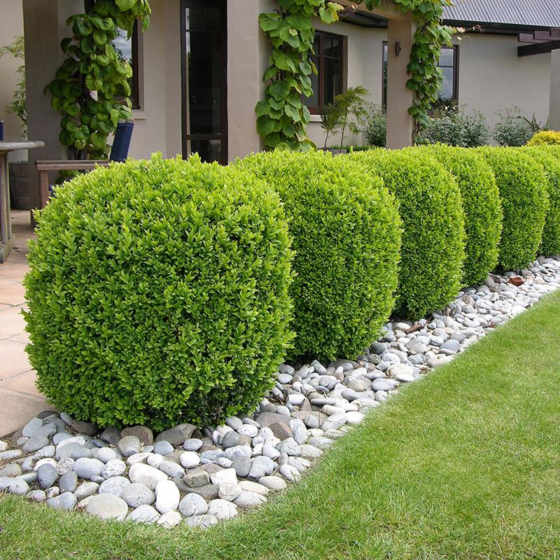 Buxus Sempervirens - 1.5L