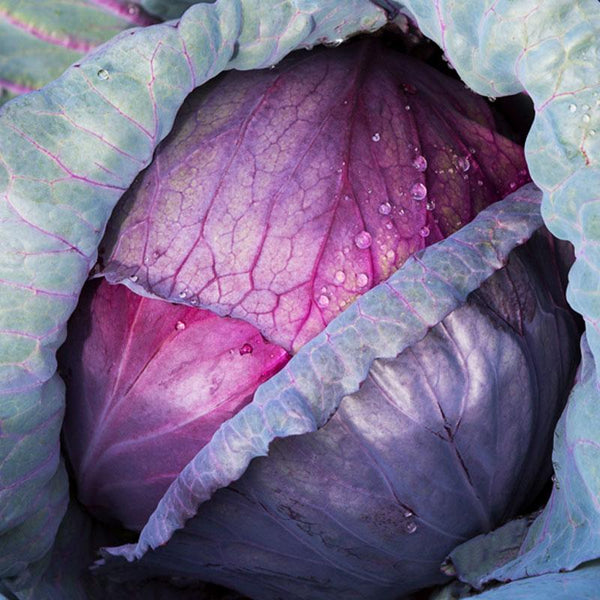 Cabbage Dutch Red Vegetable Punnet