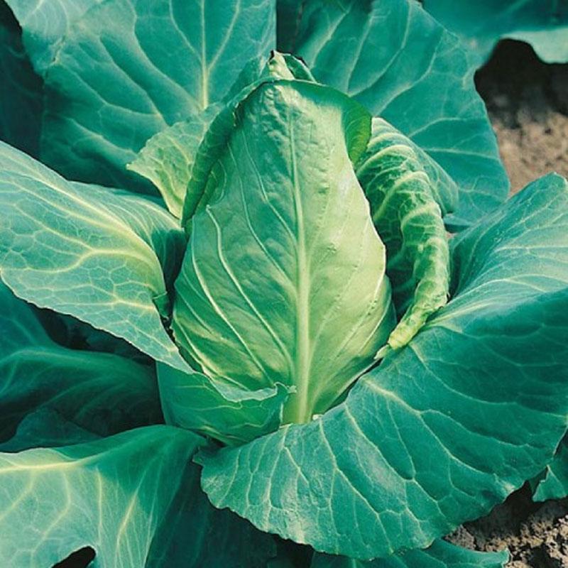 Cabbage Flower Of Spring Vegetable Punnet