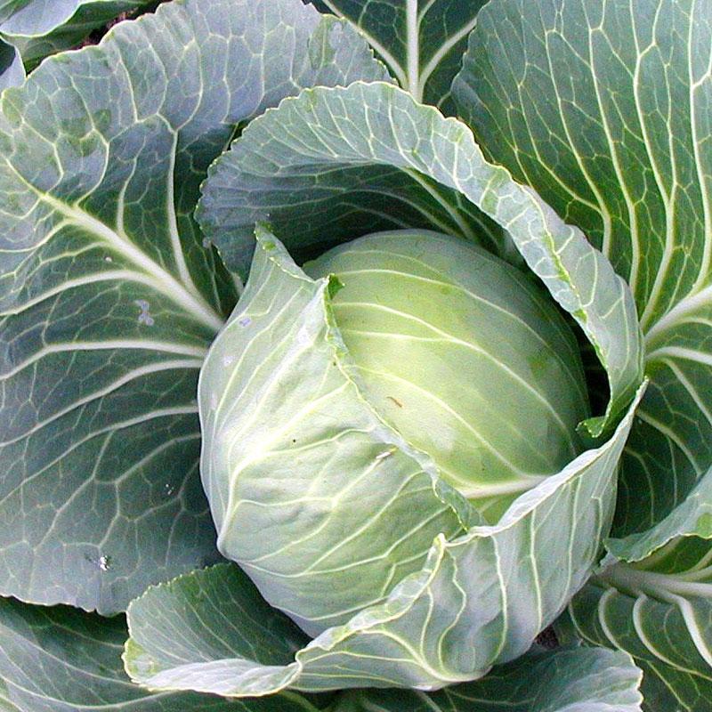 Cabbage Golden Acre Vegetable Punnet
