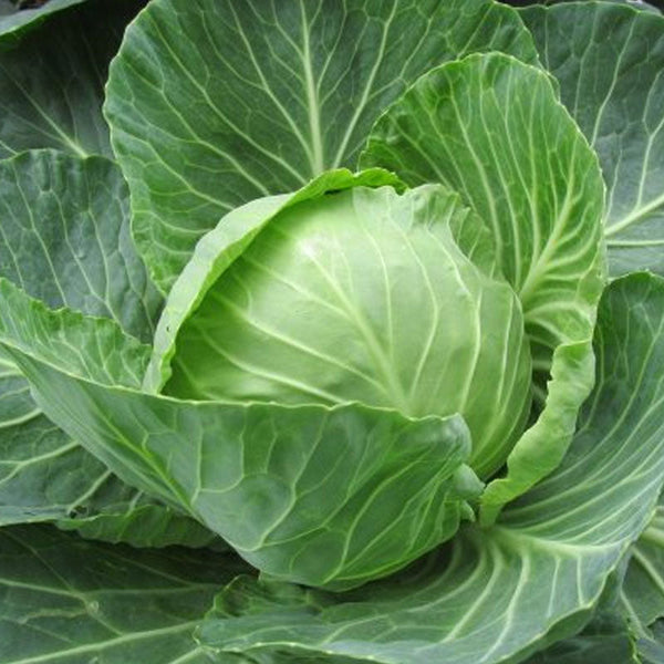 Cabbage Lion Heart Vegetable Punnet