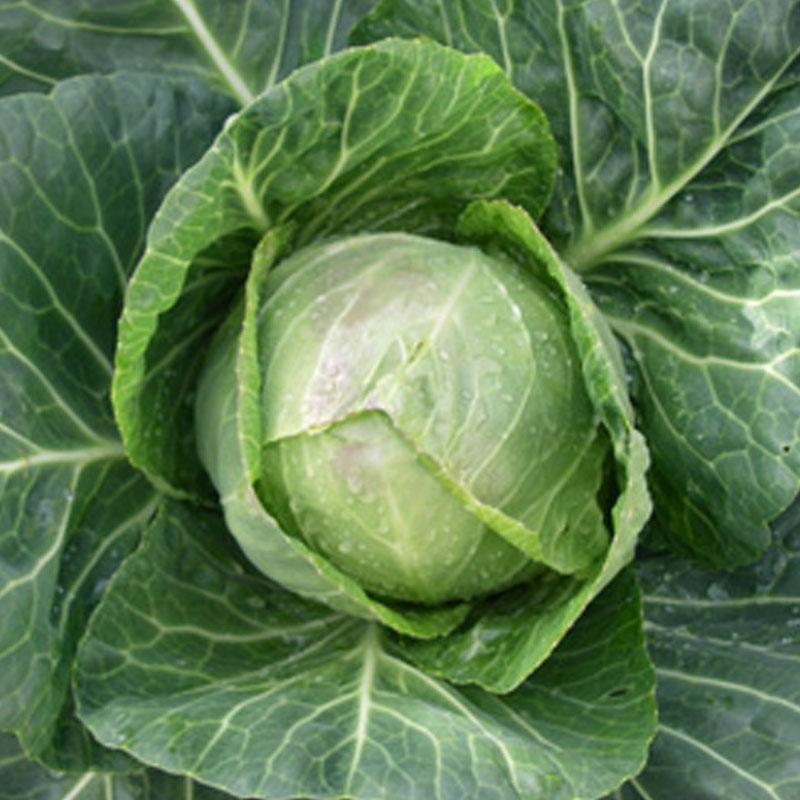 Cabbage Little Cutie Vegetable Punnet