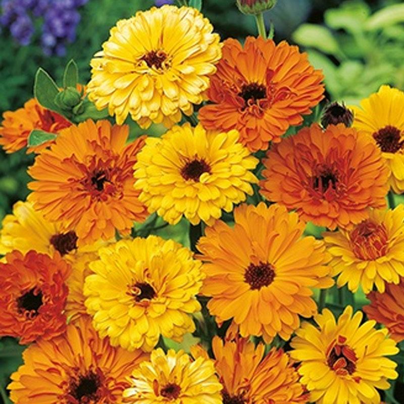 Calendula Touch Of Red Mix Flower Punnet