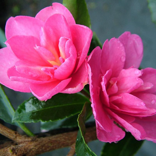 Camellia Elfin Rose - 4.7L