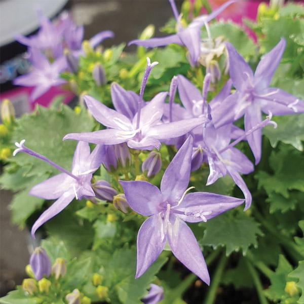 Campanula Filigree Blue - 14cm