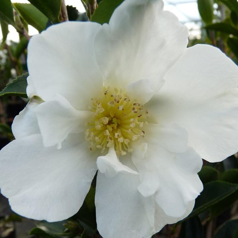Camellia Setsugekka - 4.7L