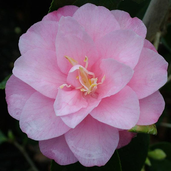 Camellia Spring Festival - 4.7L