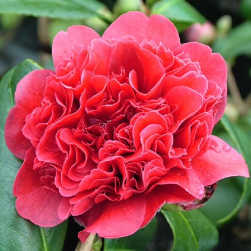 Camellia Takanini - 4.7L