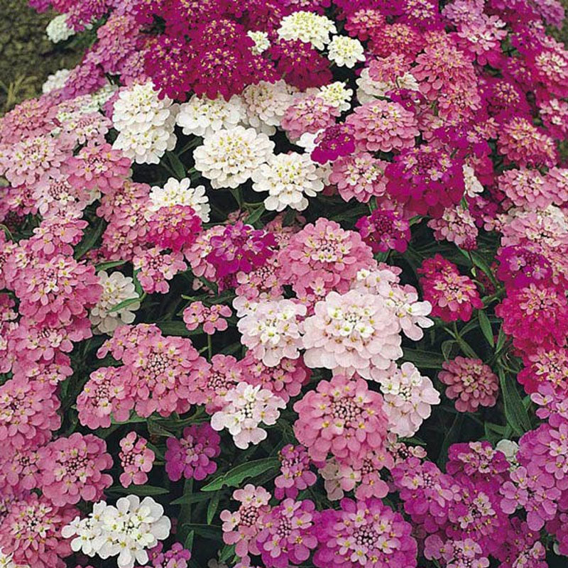 Candytuft Dwarf Mix Flower Punnet