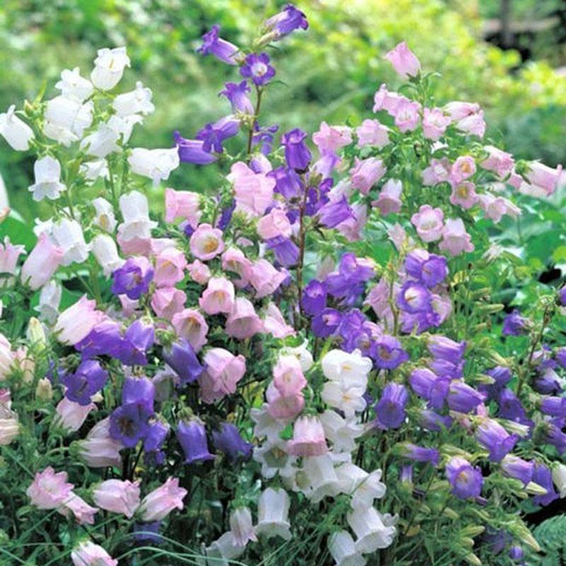 Canterbury Bells Mix Flower Punnet