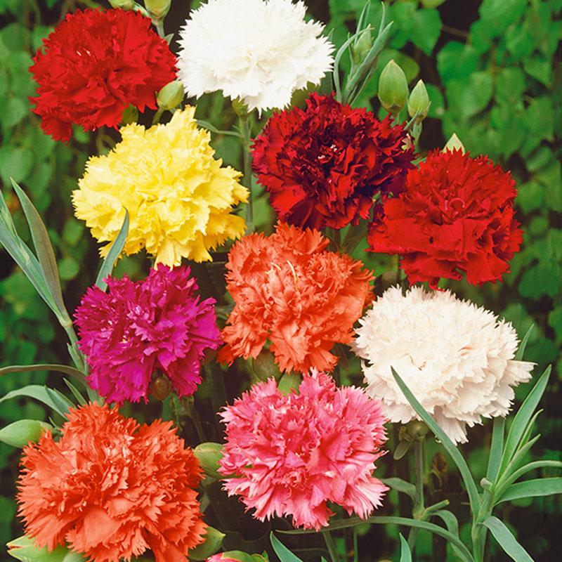 Carnation Dwarf Mix Flower Punnet