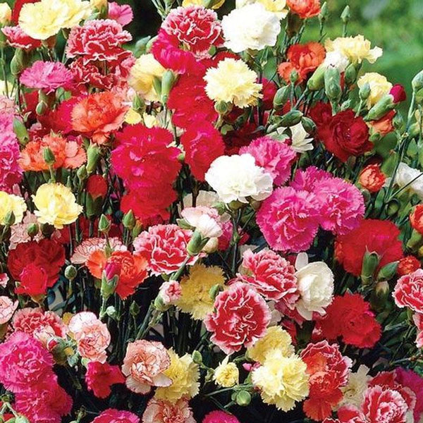 Carnation Super Chabaud Flower Punnet