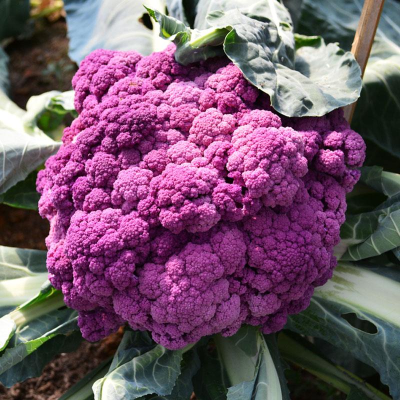 Cauliflower Purple Rain Vegetable Punnet