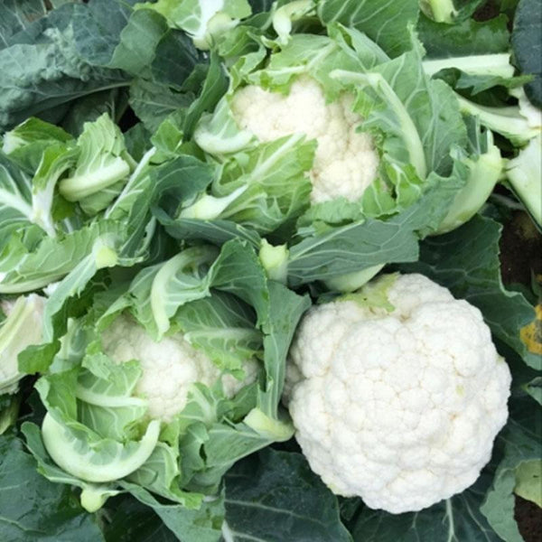 Cauliflower Summer Love Vegetable Punnet