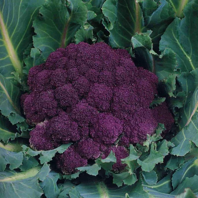 Cauliflower Violet Vegetable Punnet
