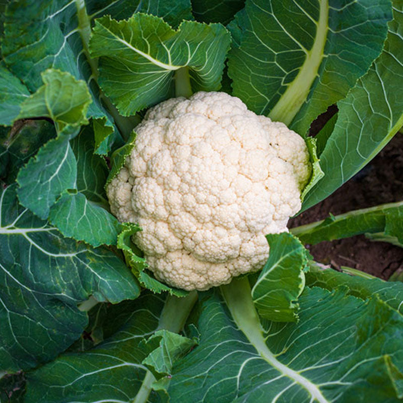 Cauliflower White Cloud Vegetable Punnet