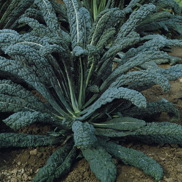 Cavolo Nero Tuscan Kale Vegetable Punnet