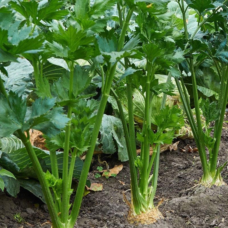 Celery Tendercrisp 2000 Vegetable Punnet