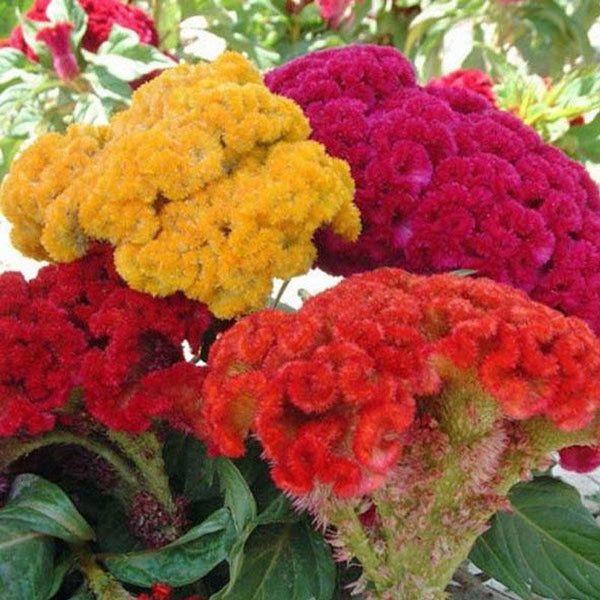 Celosia Coral Gardens Flower Punnet