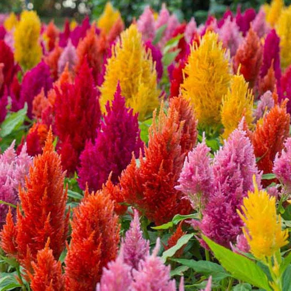 Celosia Fairy Fountains Flower Punnet