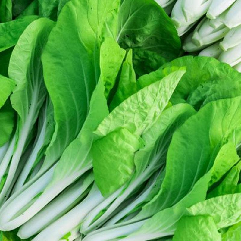 Chinese Cabbage Tatsoi Vegetable Punnet