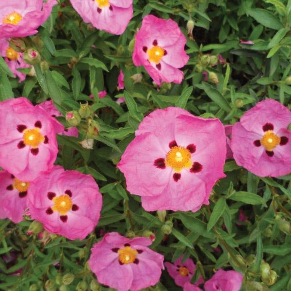 Cistus Purpureus Brilliancy - 2.5L