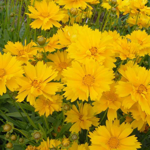 Coreopsis Early Sunrise Flower Punnet