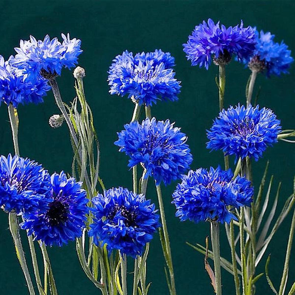 Cornflower Dwarf Blue Flower Punnet