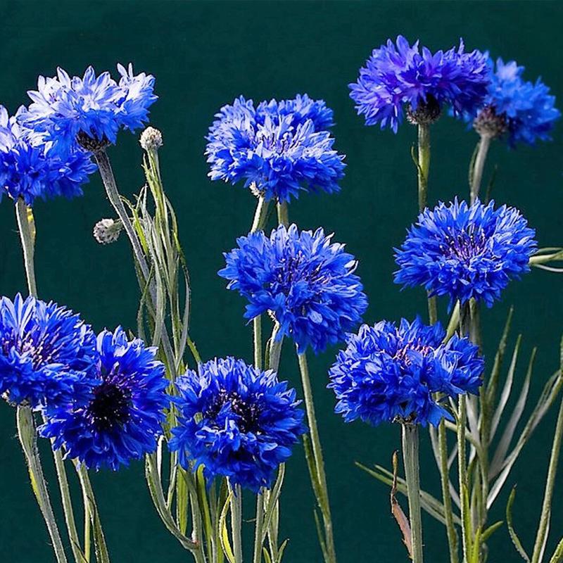 Cornflower Dwarf Blue Flower Punnet