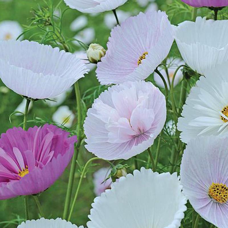 Cosmos Cup Cakes Mix Flower Punnet