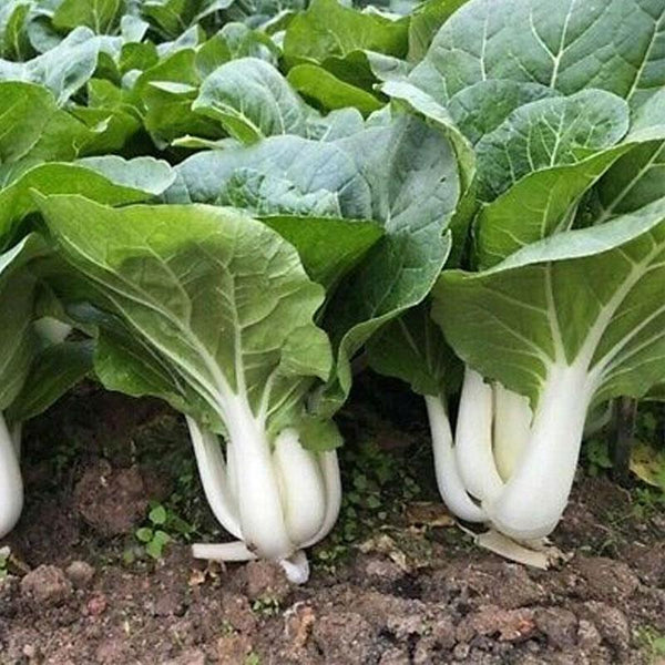 Cabbage Pak Choi Vegetable Punnet