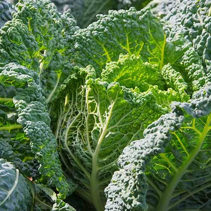 Cabbage Savoy Vegetable Punnet