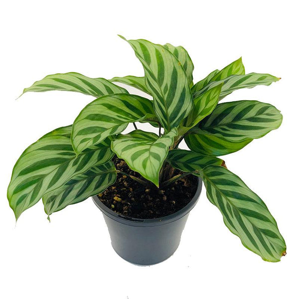 Calathea Freddy - 14CM