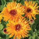 Calendula Calexis Orange