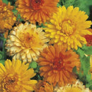 Calendula Pacific Beauty Mix Seed