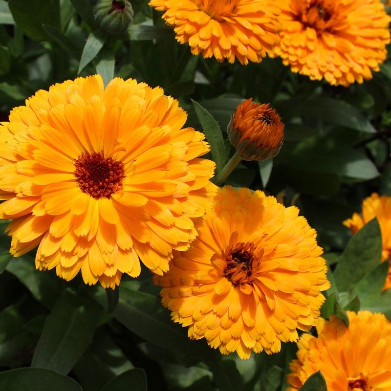 Calendula - 10CM