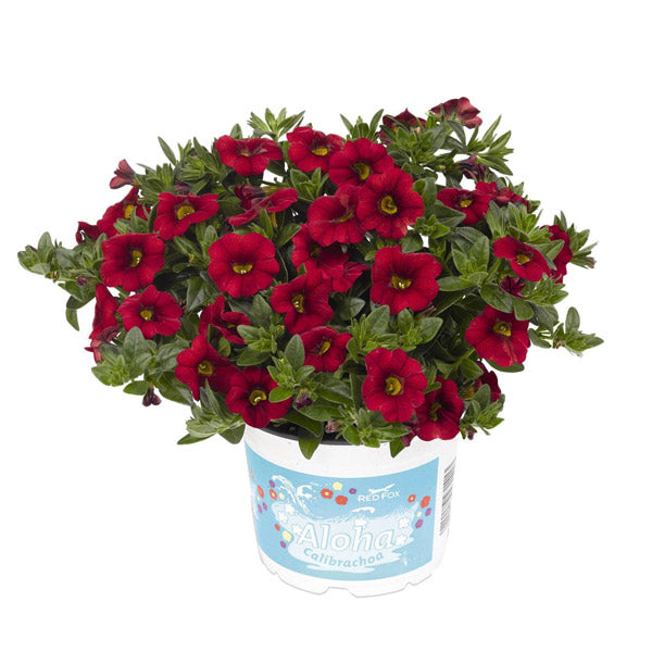 Calibrachoa Aloha Assorted - 1L