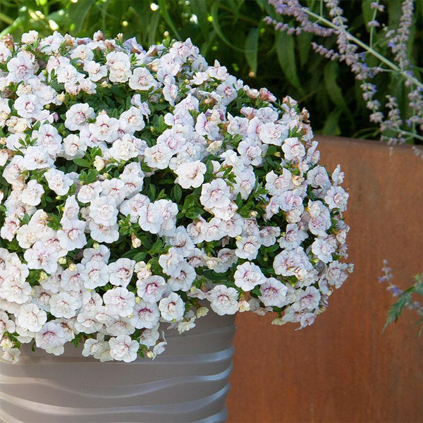 Calibrachoa White Pink Vein - 1.5L