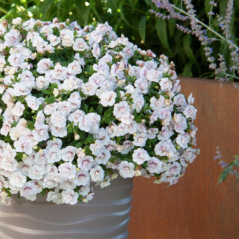 Calibrachoa White Pink Vein - 1.5L
