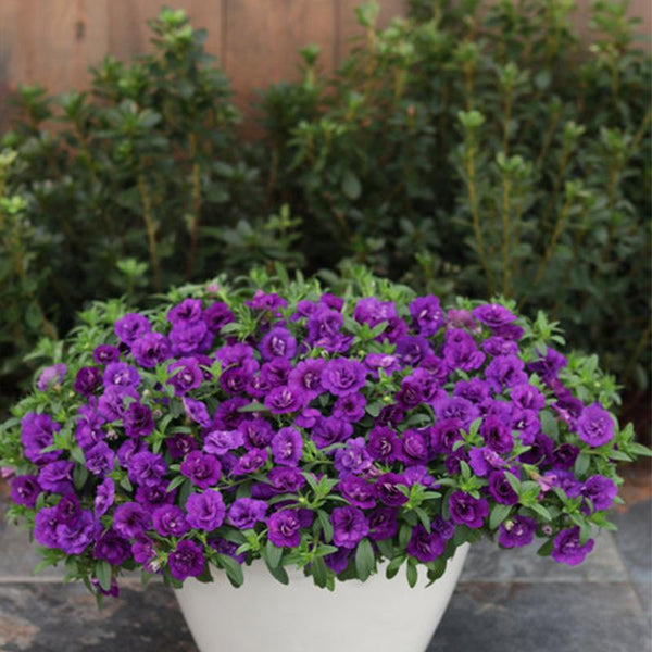 Calibrachoa Double Blue - 1.5L