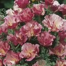 California Poppy Appleblossom Pink Seed
