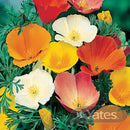 Californian Poppy Sunshine Mix