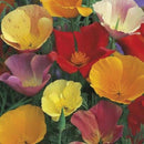 Californian Poppy Single Seed