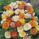 California Poppy Monarch Art Shades Seed
