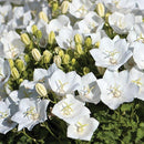 Campanula Rapido White  - 14cm