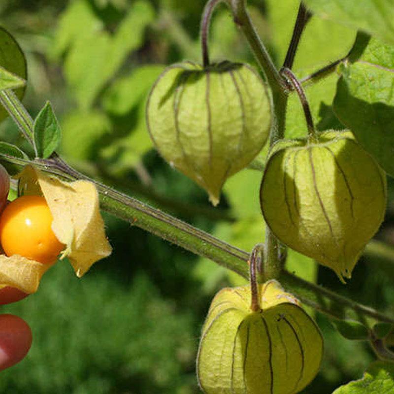 Cape Gooseberry  - 10CM