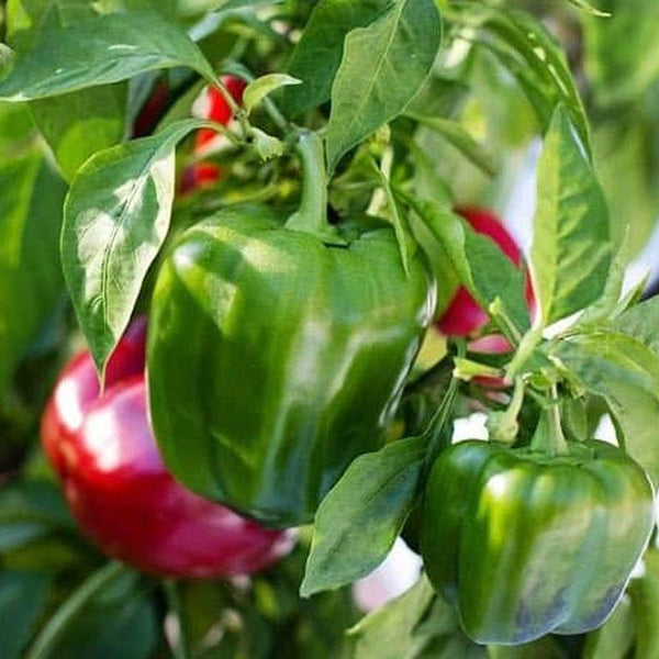 Capsicum Target Vegetable Punnet