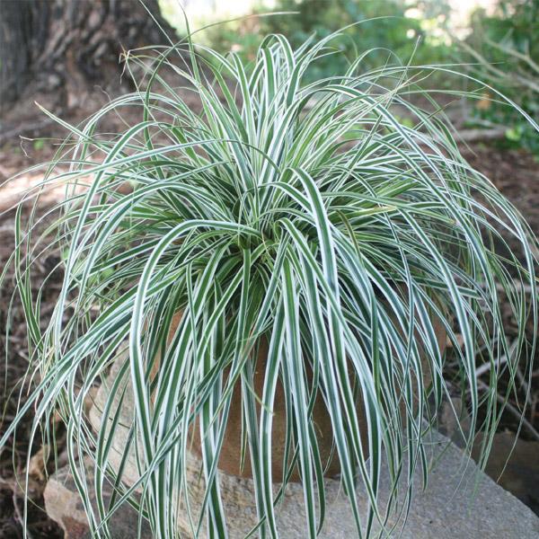 Carex Everest - 1.9L